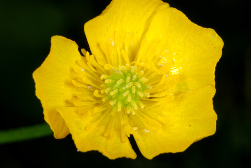 Ranunculus bulbosus (bulbous buttercup)
