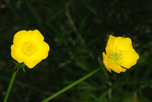 Ranunculus bulbosus (bulbous buttercup) (alternate view 2)