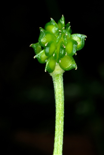 Ranunculus bulbosus (bulbous buttercup) (alternate view 3)