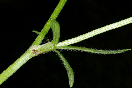 Ranunculus bulbosus (bulbous buttercup) (alternate view 4)
