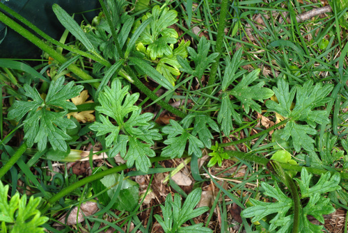 Ranunculus bulbosus (bulbous buttercup) (alternate view 5)