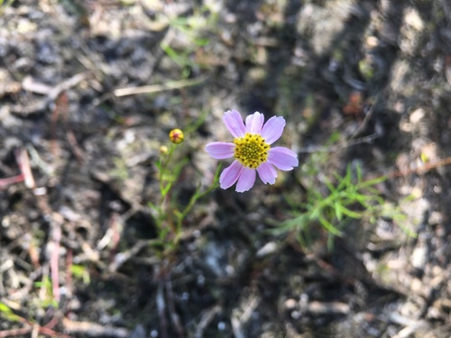 Coreopsis rosea (Pink Tickseed)