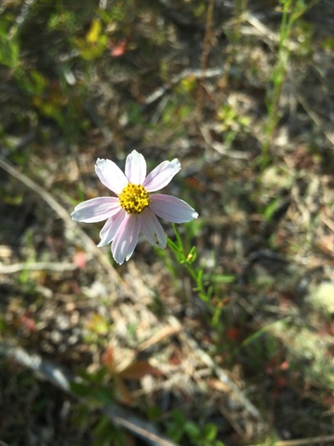 Coreopsis rosea (Pink Tickseed)