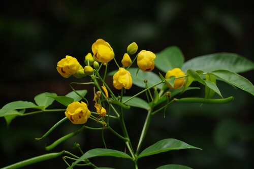 Senna septemtrionalis (Arsenic Bush) (alternate view 2)