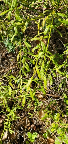 Baccharis (alternate view 5)