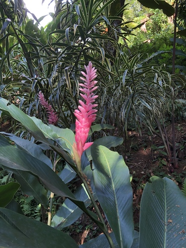 Alpinia purpurata (Red Ginger)