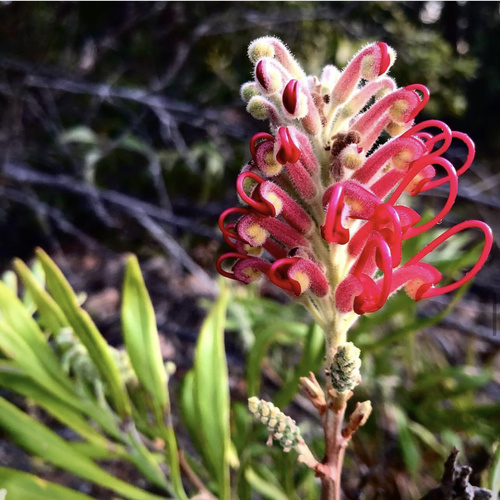Grevillea banksii (Scarlet Grevillea) (alternate view 6)