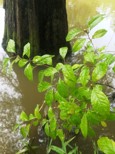 Ilex verticillata (common winterberry)