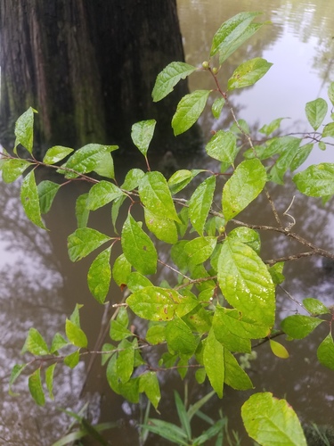 Ilex verticillata (common winterberry) (alternate view 2)