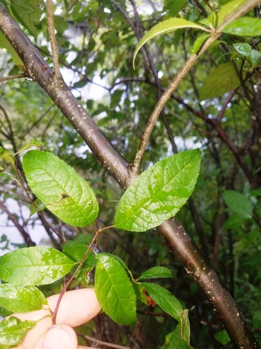 Ilex verticillata (common winterberry) (alternate view 4)