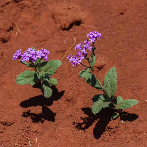 Verbena rigida (Rigid Verbena)