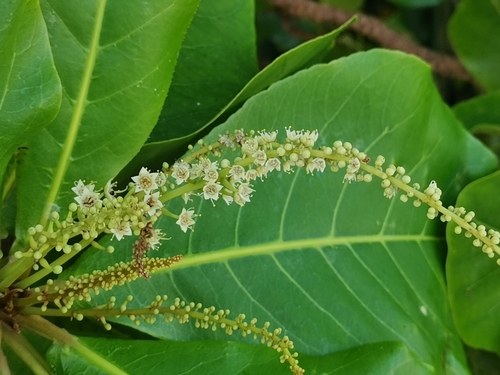 Terminalia catappa (Sea Almond)