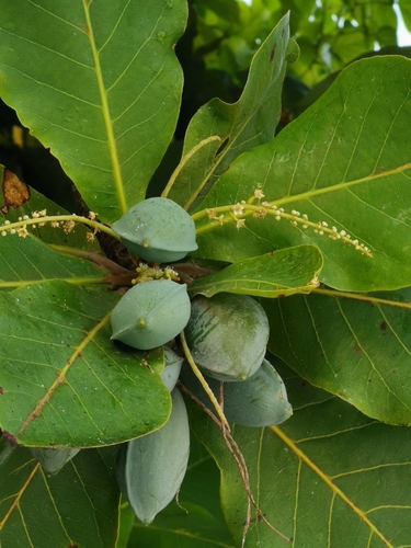 Terminalia catappa (Sea Almond)