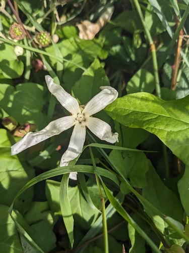 Calystegia silvatica (large bindweed)