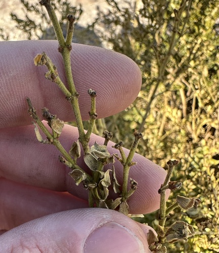 Larrea tridentata (Creosote Bush)