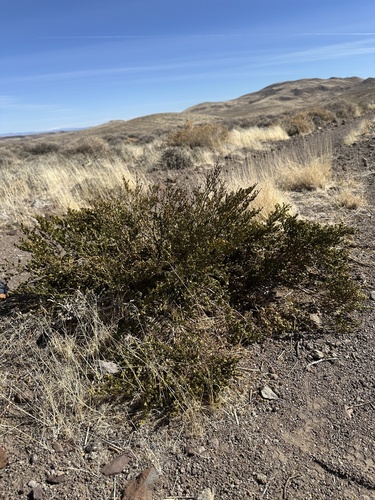 Larrea tridentata (Creosote Bush)