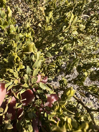 Larrea tridentata (Creosote Bush)