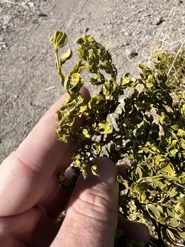 Larrea tridentata (Creosote Bush)