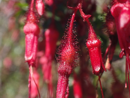 Ribes speciosum (Fuchsiaflower Gooseberry) (alternate view 6)