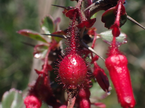 Ribes speciosum (Fuchsiaflower Gooseberry) (alternate view 7)