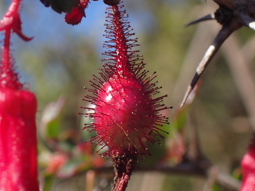 Ribes speciosum (Fuchsiaflower Gooseberry) (alternate view 8)