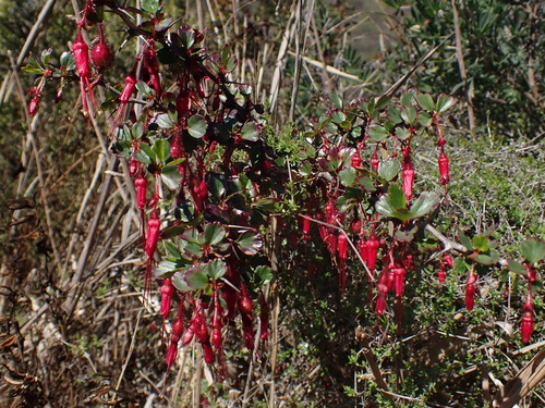 Ribes speciosum (Fuchsiaflower Gooseberry) (alternate view 9)