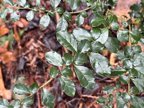 Azara microphylla (Boxleaf azara) (alternate view 4)