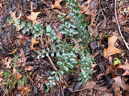 Azara microphylla (Boxleaf azara) (alternate view 5)