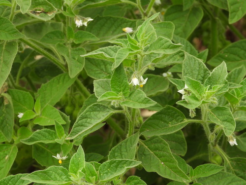 Solanum physalifolium (hairy nightshade) (alternate view 3)