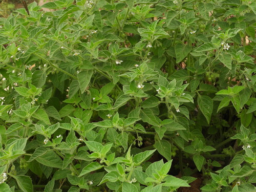 Solanum physalifolium (hairy nightshade) (alternate view 4)