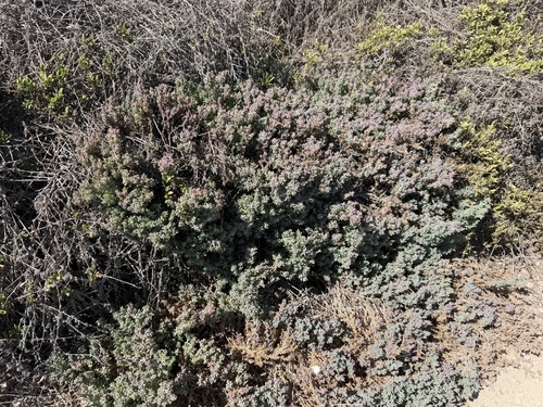 Threlkeldia diffusa (Coast Bonefruit) (alternate view 5)