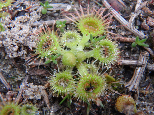 Drosera glanduligera (Pimpernel sundew)