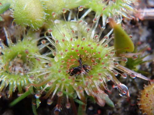 Drosera glanduligera (Pimpernel sundew) (alternate view 2)