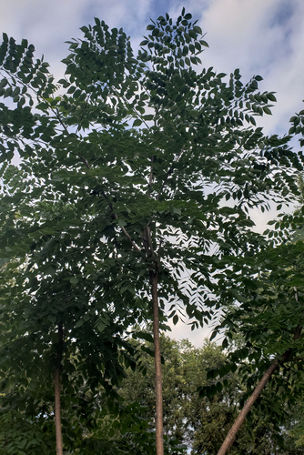 Gymnocladus dioicus (Kentucky coffee tree)