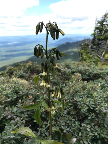 Nabalus (rattlesnake roots) (alternate view 4)