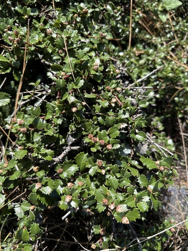 Ceanothus gloriosus (Point Reyes ceanothus) (alternate view 5)