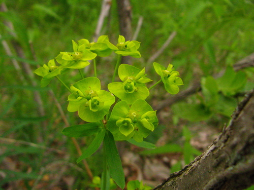 Euphorbia virgata (leafy spurge) (alternate view 2)