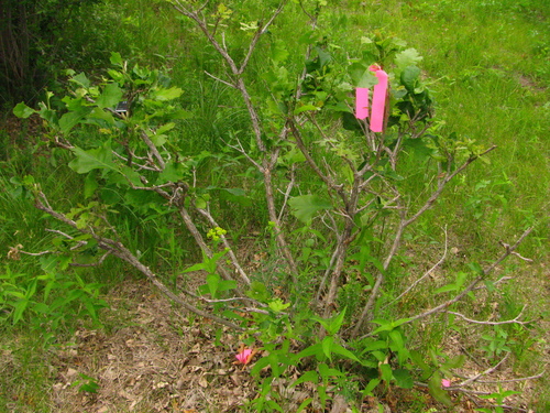 Euphorbia virgata (leafy spurge) (alternate view 3)