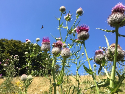 Lophiolepis eriophora (Woolly Thistle)
