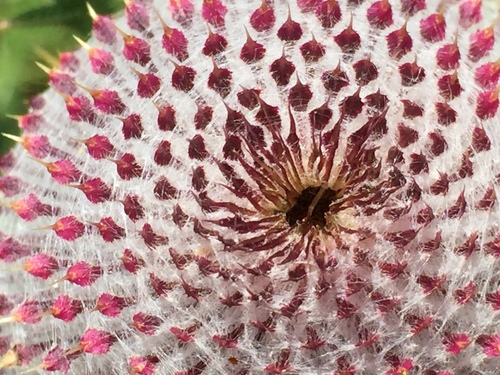 Lophiolepis eriophora (Woolly Thistle)