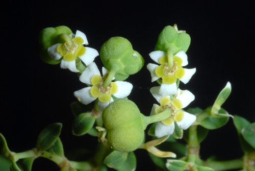 Euphorbia corollata (flowering spurge) (alternate view 5)
