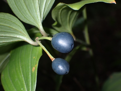 Disporum uniflorum (Yellow Fairybells)