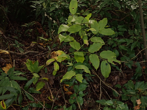 Disporum uniflorum (Yellow Fairybells)