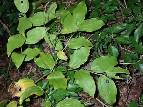 Disporum uniflorum (Yellow Fairybells)