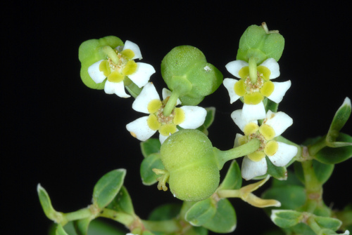Euphorbia corollata (flowering spurge) (alternate view 6)