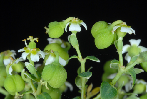 Euphorbia corollata (flowering spurge) (alternate view 7)