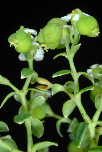 Euphorbia corollata (flowering spurge) (alternate view 8)