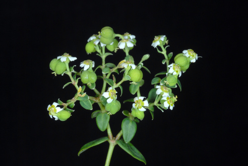 Euphorbia corollata (flowering spurge) (alternate view 9)