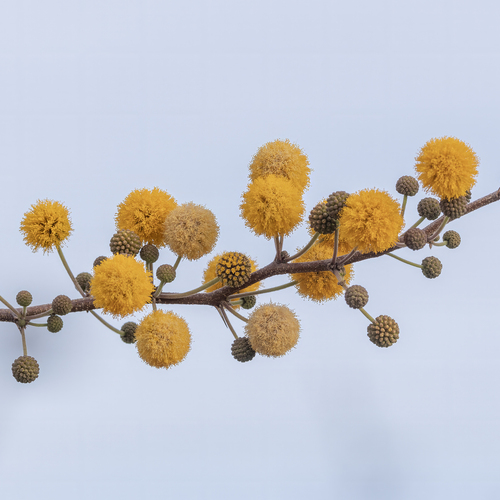 Vachellia farnesiana (Sweet acacia)