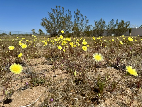 Malacothrix glabrata (desert dandelion) (alternate view 7)